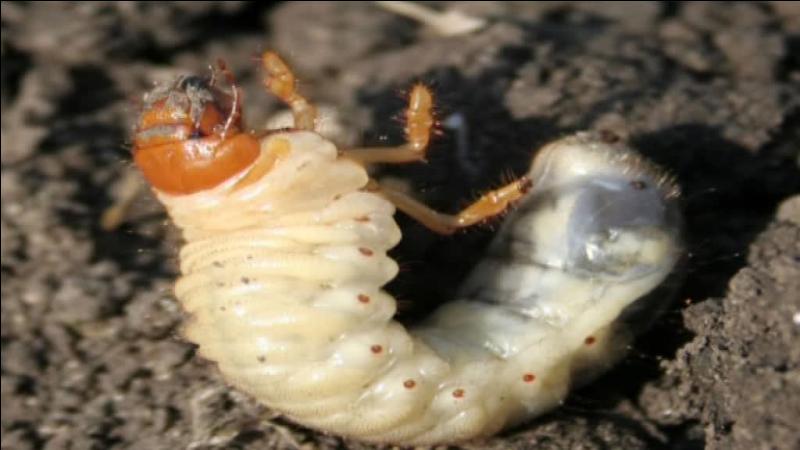 Connaissez-Vous la larve du hanneton, très nuisible pour les cultures. Mais les pesticides sont passés par là. De quoi se nourrit la larve du hanneton ?