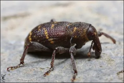 Quelle est la nourriture préférée du charançon ?