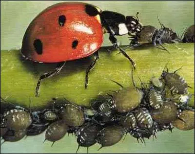 Beaucoup d'espèces de coccinelles se nourrissent de pucerons. Combien de pucerons une larve de coccinelle peut-elle consommer ?