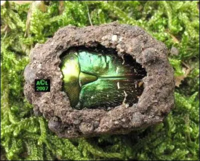 Est-il vrai qu'une cétoine dorée peut consommer une rose entière, étamines et pétales.