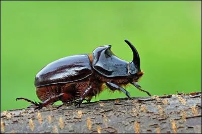 Le scarabée est polyphage, il mange un peu tout, mais sa larve se nourrit exclusivement de ...