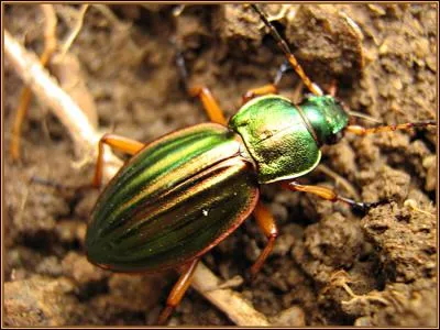 Le carabe dorée est l'ami du jardinier, car il se nourrit de limaces, escargots, doryphores. Est-il vrai qu'il ne vole pas ?