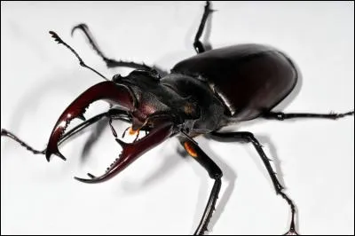 Quelle est la femelle du lucane ?