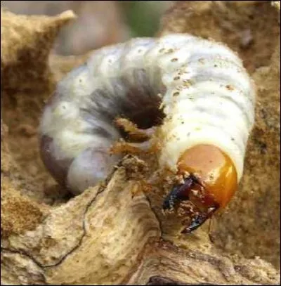 La larve du lucane est xylophage, elle consomme uniquement ...