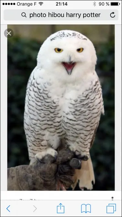 À qui appartient le hibou Hermès ?