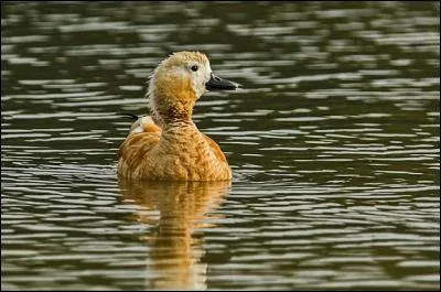 Marais ardennois, situé sur un plateau !