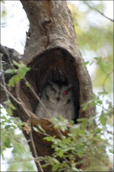 Personnage qui s'occupe un peu de tout dans une maison !