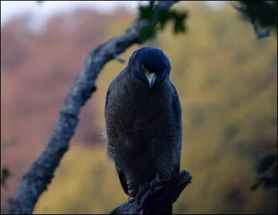 Dermatose due à un champignon microscopique (teigne) !