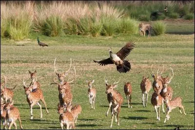 Imbuvable, prétentieux, fat, fanfaron !