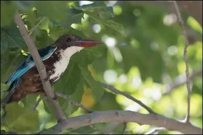 Passereau de couleur fauve !
