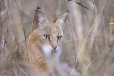 Vous pouvez utiliser ce moyen détourné pour vous tirer d'embarras !