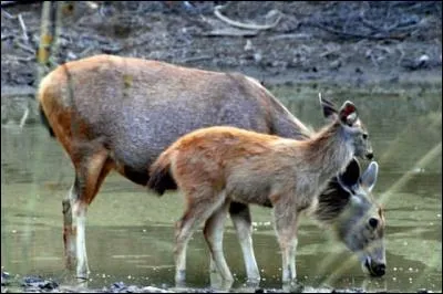 Grande facilité à discuter, elle peut être intarissable !