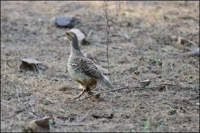 Véhicule à roues basses, servant au transport de lourdes charges !