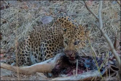 Genre littéraire du Moyen-Age !