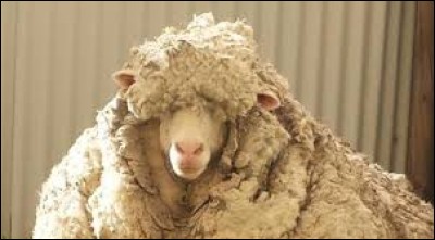 L'élevage français connaît de grosses difficultés : les éleveurs de moutons tirent de leur laine une maigre pitence.