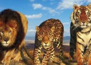 Test Entre lion, tigre et lopard, quel animal tes-vous ?