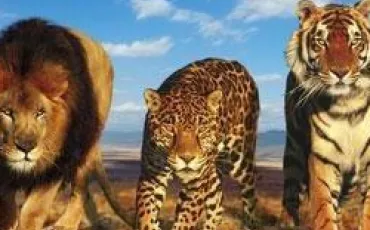 Quiz Animaux