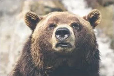 Vous avez le droit de tuer les ours. En revanche, vous n'avez pas le droit de les r&eacute;veiller pour les photographier.