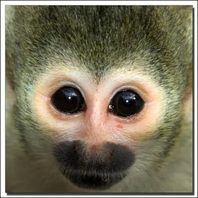 Quel est ce petit singe qui nous regarde ?