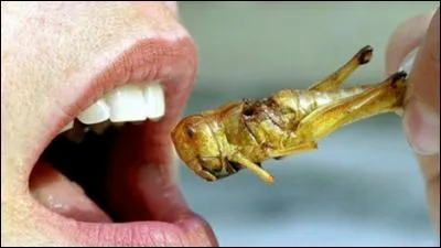 Pour quel mammifère manger des insectes est une mode et peut-être bientôt une nécessité ?