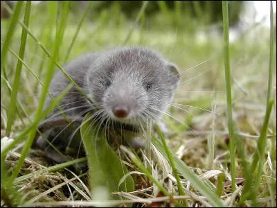 La musaraigne est le plus petit mammifère du monde.
Combien pèse la plus petite musaraigne connue ?