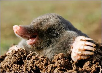 Quelle couleur associe-t-on à la taupe ?