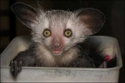 Comment s'appelle ce lémurien insectivore ?