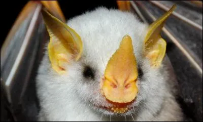 Dans quel pays peut-on voir cette chauve-souris blanche ?