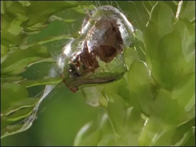 Elle vit et chasse sous l'eau, enfermée dans une cloche d'air !