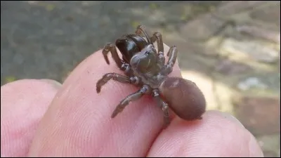 Elle creuse un tunnel d'une vingtaine de centimètres, fermé par un opercule, dispose des fils de soie autour, qui l'avertissent du passage d'une proie et sort alors du tunnel pour l'attraper, on l'appelle la mygale maçonne !