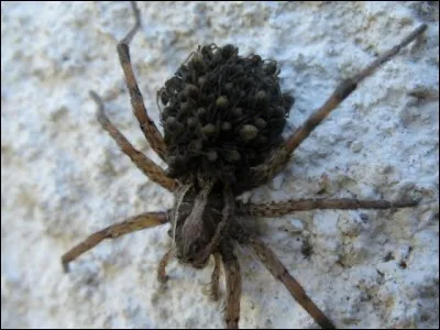 Voici une autre araignée, également très intéressante, sa particularité : elle porte ses petits sur son dos !