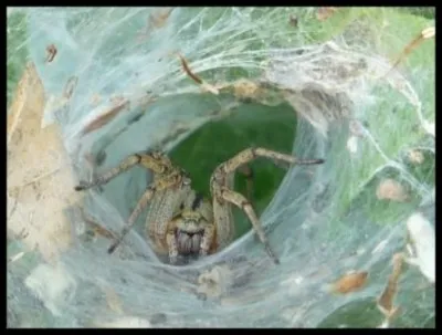 Sur sa toile, c'est dans un tube de soie qu'elle se met à l'affut, c'est sans doute ce qui fait qu'on la surnomme araignée à labyrinthe !