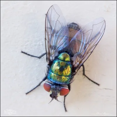 Quel personnage du film d'animation "Peter Pan" porte le même nom que cet insecte très réputé ?