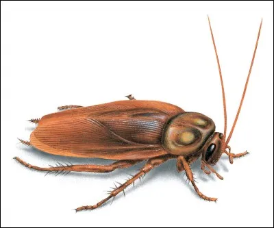 Par quoi doit-on remplacer la première lettre du nom de cette petite bête pour avoir le nom d'un méchant vizir ?