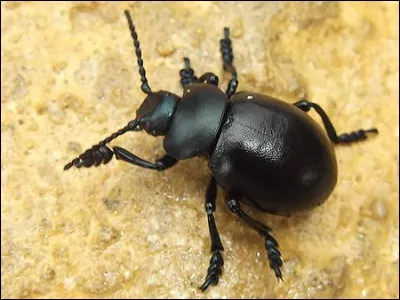 Dites quel méchant de dessin animé Disney on entend dans le nom de cette petite bête.