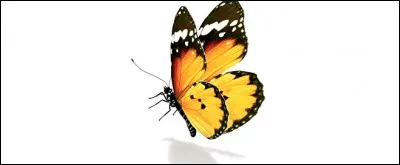 Quand j'entends parler de cette jolie bête, j'ai envie de rendre visite à...