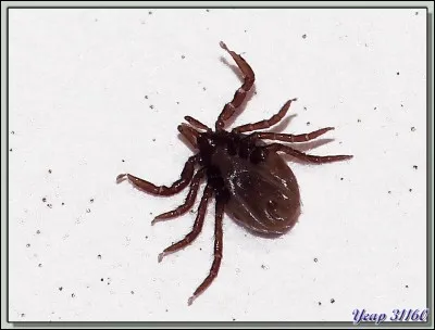 Où devrait se loger cet arachnide pour qu'il se transforme en un insecte ailé ?