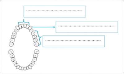 Le nombre de racines est en principe constant pour chaque type de nos dents : incisives, canines, prémolaires, molaires. Combien de racines a une incisive ?