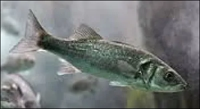 Le « loup ou perche de mer » porte également un autre nom. Lequel ?