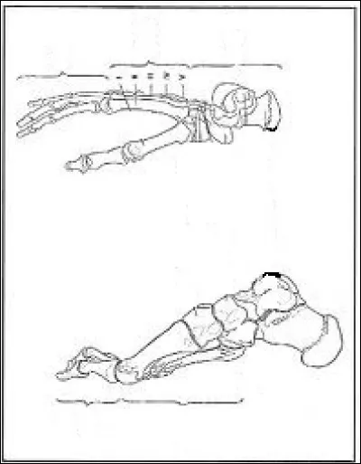 Le nom latin « calcaneum » signifie « talon » et désigne un os du pied.