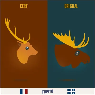 Cerf ou orignal. Choisis