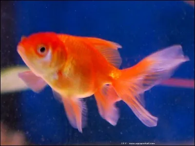 Que donne-t-on comme friandise aux poissons ?