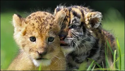 Quel est le produit issu du croisement entre un lion et une tigresse ?