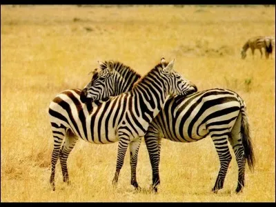 Et pour finir, Z comme :