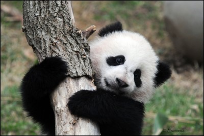 Combien de doigts a le panda ?