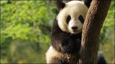 Combien de kg de bambou peut manger le panda ?