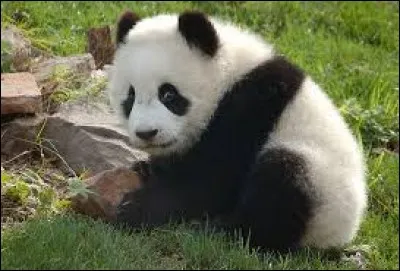 Quel est le prédateur du panda ?