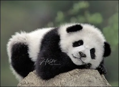 Comment appelons-nous le panda roux en Chine ?