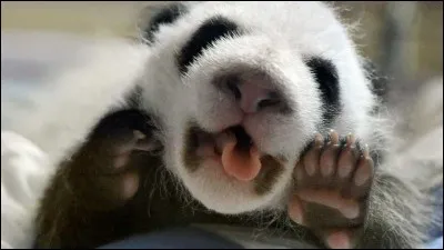 Le panda est-il en voie de disparition ?