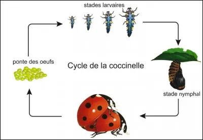 De par son cycle de vie et ses métamorphoses, la coccinelle est un insecte :